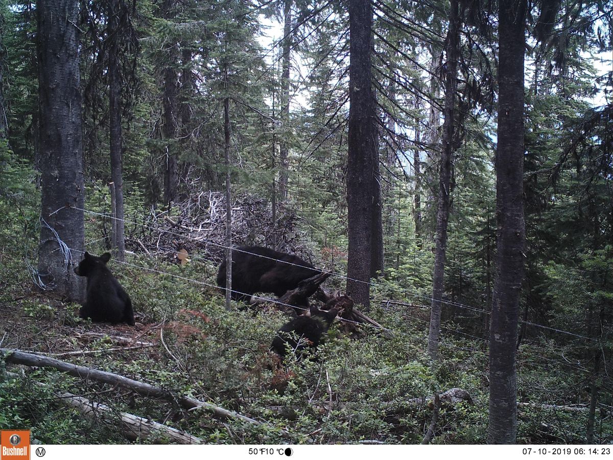 Black Bear Research Aug The Spokesman Review