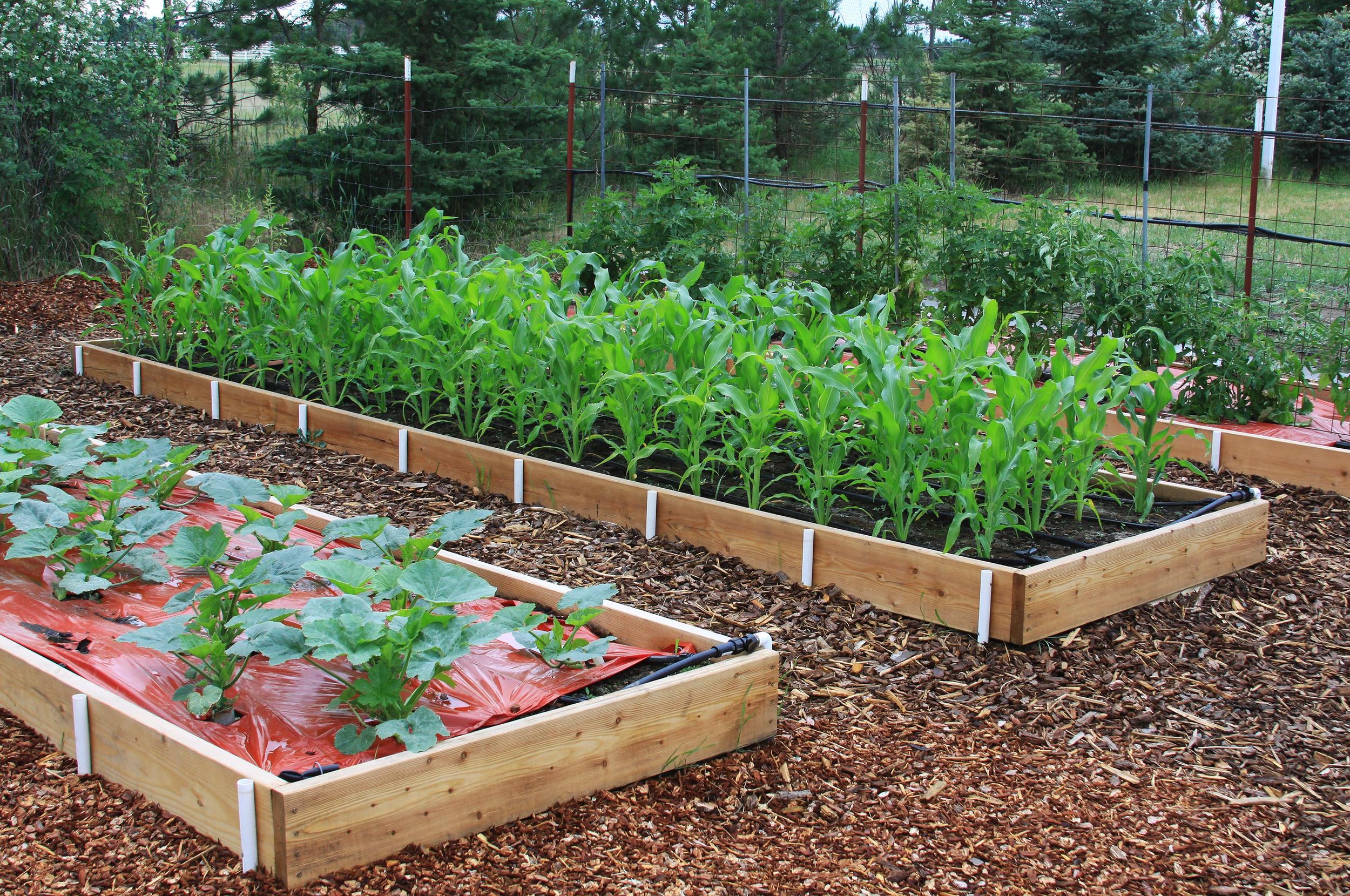 In The Garden Raised Beds Offer Bountiful Benefits The Spokesman Review