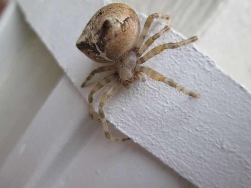 Warning Don T Look If Spiders Freak You Out The Spokesman Review