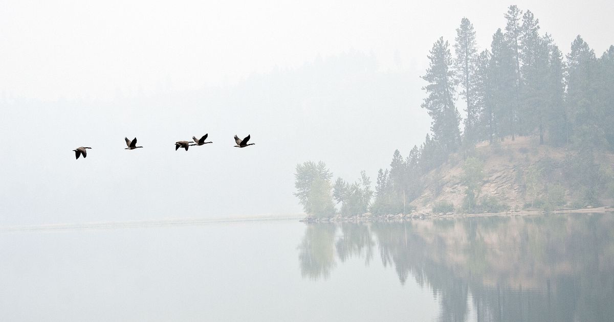 Wildfire smoke impacts what birds we see, hear according to UW study 1 Wildfire smoke impacts what birds we see, hear according to UW study