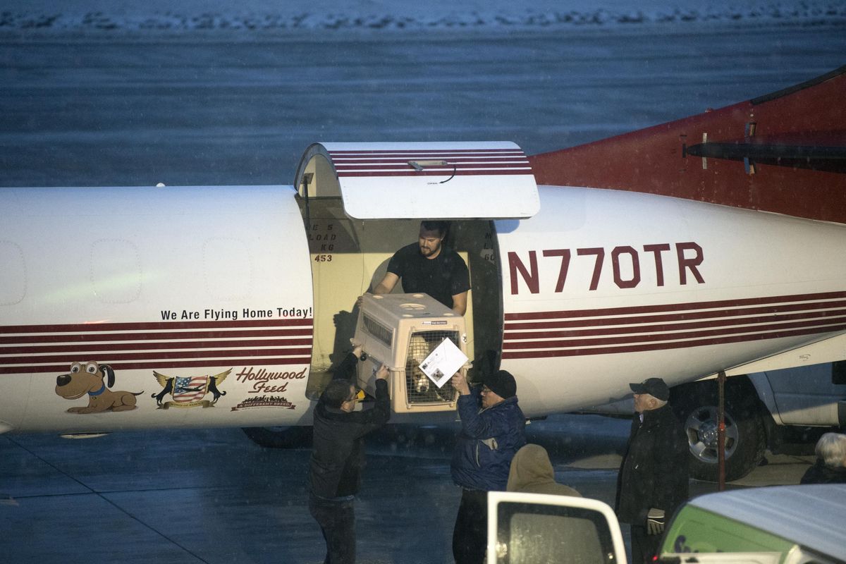 A spaniel is lifted off a cargo plane as night falls at Spokane International Airport, Wednesday, Mar. 9, 2017. A load of cats and dogs were flown from Memphis, Tennessee as part of a regular movement of adoptable animals to shelters who can find them homes. The transport charity is Wings of Rescue. (Jesse Tinsley / The Spokesman-Review)