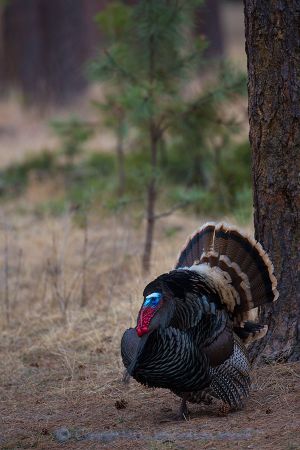 A wild turkey tom struts during the spring gobbler hunting season. (Jaime Johnson)
