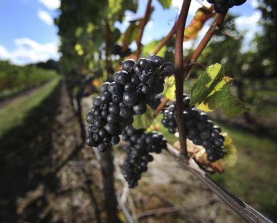 Pinot noir grapes await harvest at the Benton-Lane Winery in Monroe, Ore., on Sept. 26, 2013. (Associated Press)
