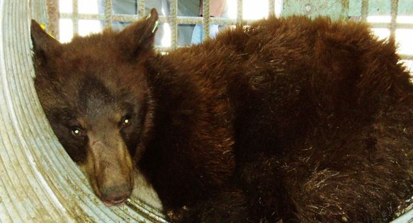 This bear was captured by Idaho Fish & Game after trying to enter a Boise-area home, attracted by sizzling bacon on Sunday; it'll be relocated in the wild. (Idaho Fish & Game)