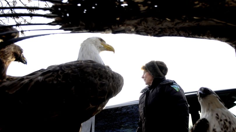Eagle education specialist Beth Paragamian of the Bureau of Land Management at the Third Street boat launch in Coeur d'Alene on Friday, December 11, 2009. (Kathy Plonka / The Spokesman-Review)