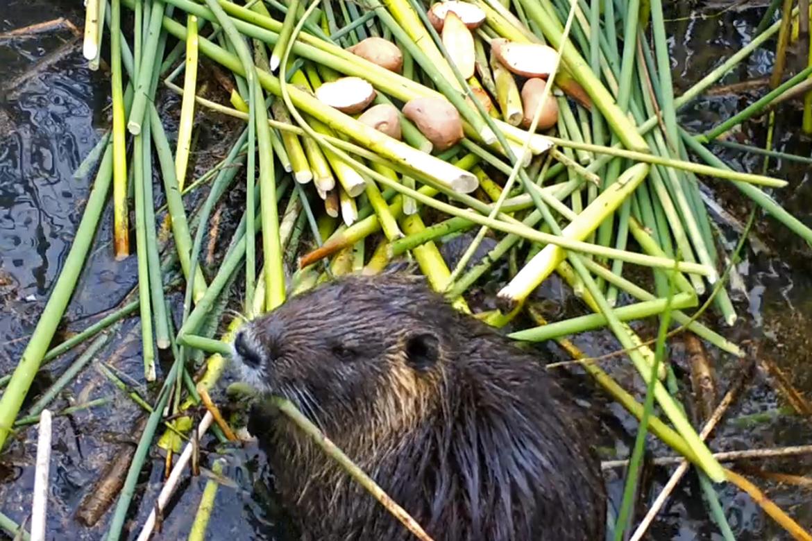 Rodents of unusual size set off alarms in California