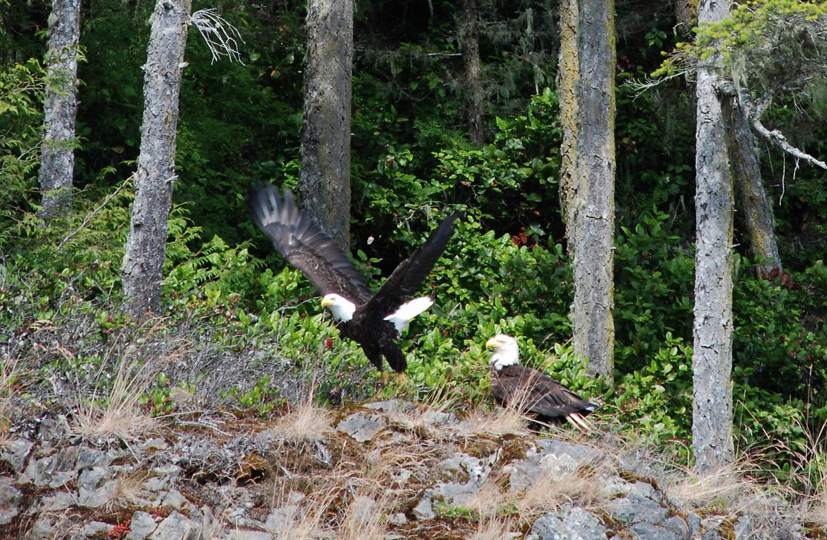 Bald eagles are constant companions to kayakers between Vancouver Island and the British Columbia mainland. (Photos by RICH LANDERS / The Spokesman-Review)