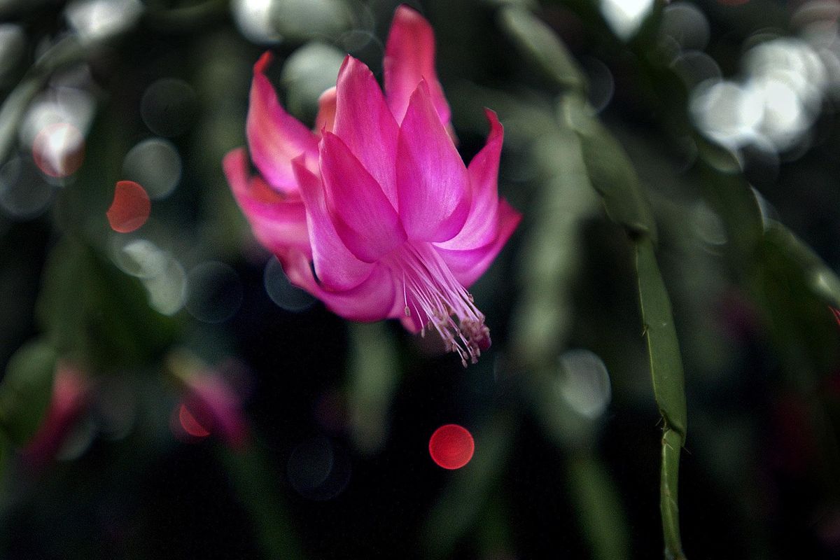 The 100-year-old Christmas cactus, Nov. 30, 2006, at the conservatory in Manito Park on the South Hill nears full bloom. (Brian Plonka / The Spokesman-Review)