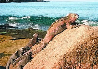 
Iguanas are among wildlife attractions for sea-kayakers touring the Galapagos Islands. 
 (Photo from Sea Kayak Adventures / The Spokesman-Review)