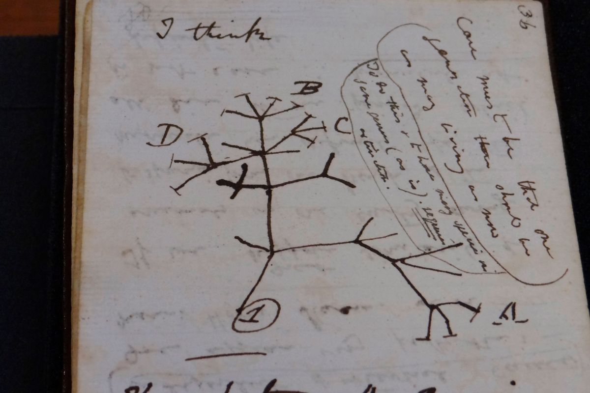 Two of naturalist Charles Darwin’s notebooks that were reported stolen from Cambridge University’s library have been returned, two decades after they disappeared.  (HONS)