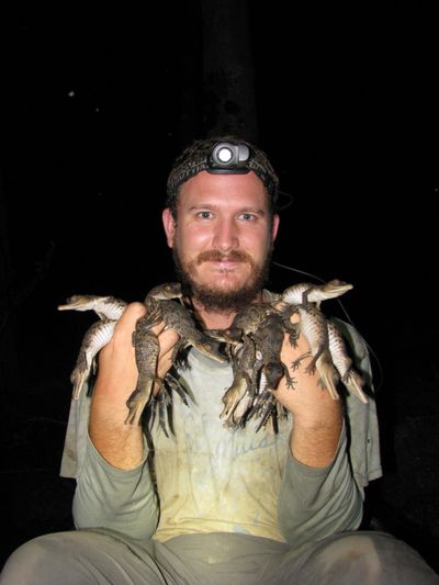 Florida International University crocodile expert Matthew Shirley poses with juvenile Central African slender-snouted crocodiles. (Florida International University / Florida International University)