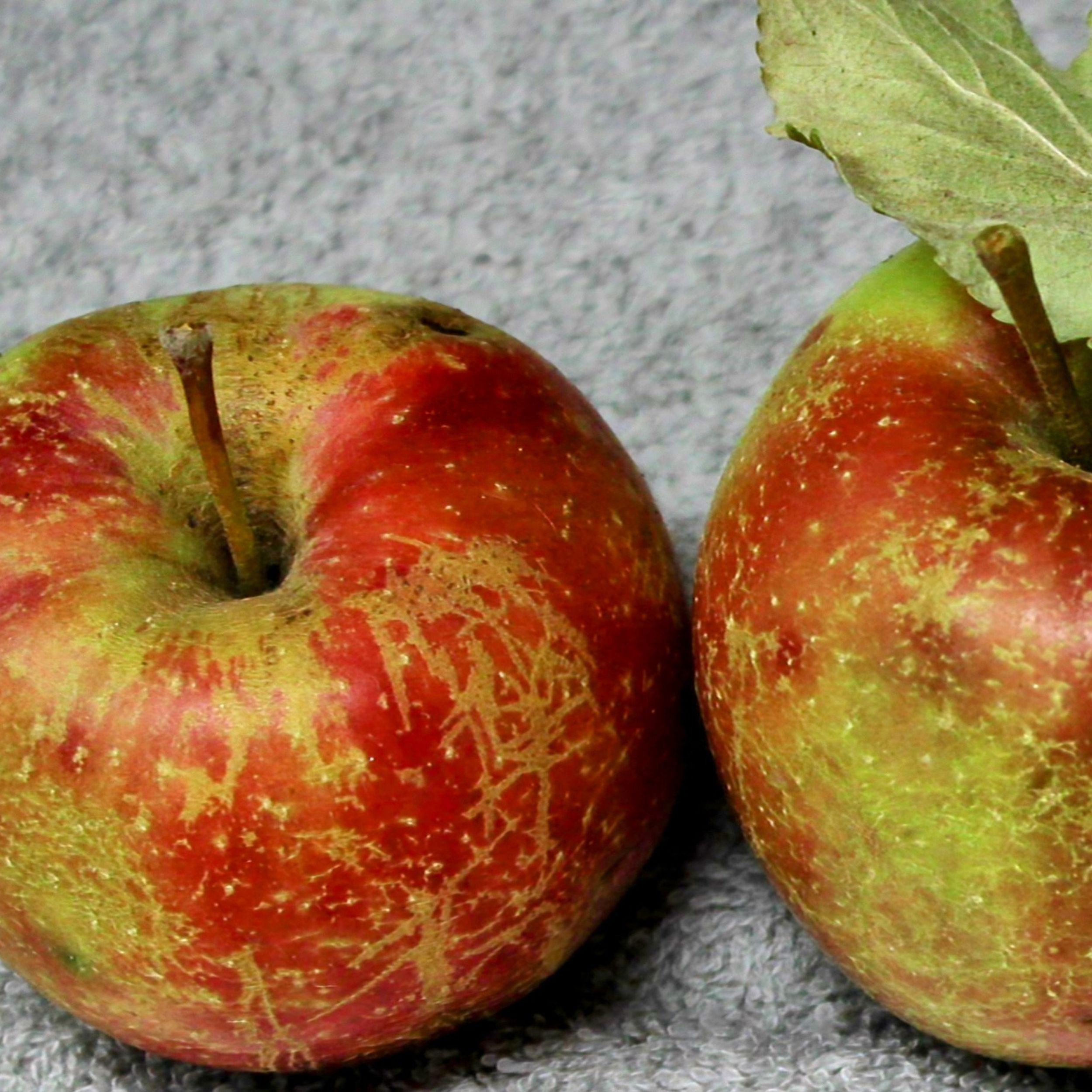 Rediscovered apple variety found on Chinese American pioneer s