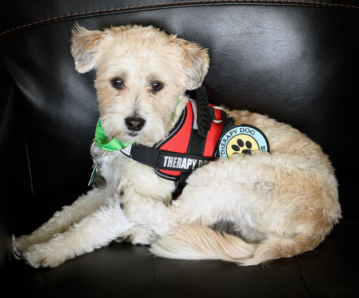 Bentley, a therapy dog at Northwest Counseling Center, got bitten on his  abdomen by black flies this weekend. (Colin Mulvany / The Spokesman-Review)