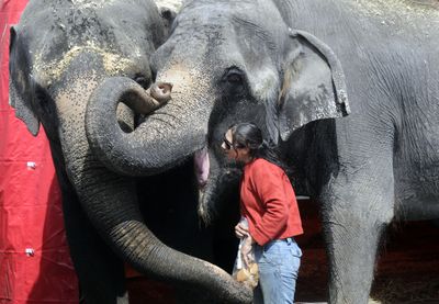 Jennifer Thomas, an elephant trainer for TZ Productions, hands out bread treats to her Asian elephants Marie, 30, left, and Shelly, 31, during a break Thursday  at the Spokane Valley Mall. Crews were setting up for the 55th annual Shrine Circus, featuring performances Friday evening through Sunday. For more information about the circus and other weekend activities, go to spokane7.com/events. (Dan Pelle / The Spokesman-Review)