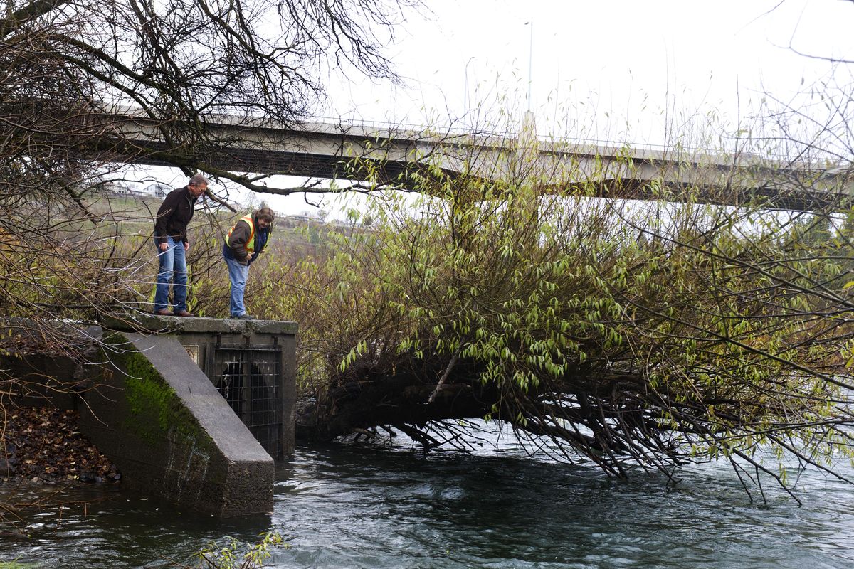 Raylene Gennett, stormwater district supervisor, right, and Dale Arnold, wastewater management director, check Spokane’s largest stormwater pipe on Nov. 30 at the Cochran outfall near Riverside State Park. The outfall releases 500 million gallons of stormwater each year. (Tyler Tjomsland)