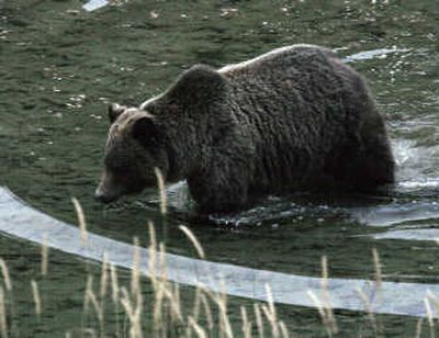 
This 2-year-old male grizzly was shot and killed near Priest Lake in October. About 40 grizzlies are believed to be living in the Selkirks, making the population one of the nation's most endangered.
 (Photo courtesy of Karen Dingerson / The Spokesman-Review)