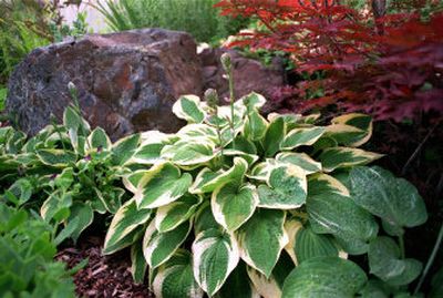 
'Wide Brim' is one of several hundreds of types of Hosta plants. 
 (File/ / The Spokesman-Review)