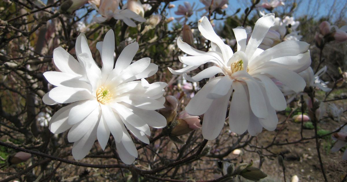 In the Garden: Choose flowers that will bring beautiful scents to your yard