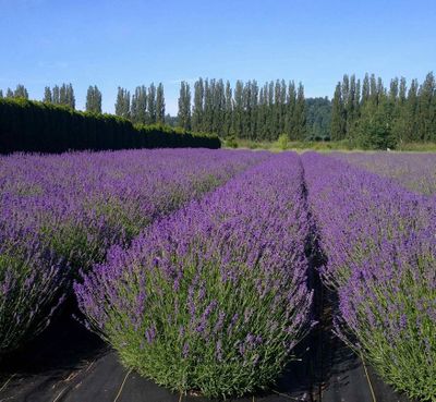 Photo of lavender fields at Woodinville Lavender. (photo courtesy Woodinville Lavender)