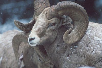 
A trophy ram is worth a fortune to some hunters. This year, Washington cashed in on the attraction. 
 (File / The Spokesman-Review)