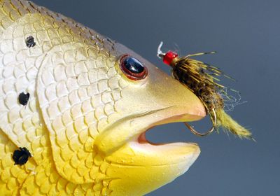 The frazzled Olive Willy fly pattern, right, earned this trophy for Bill Lundin after catching 15 trout in the Spokane Fly Fishers’ One-Fly fishing contest at Badger Lake on May 9.  (Rich Landers / The Spokesman-Review)