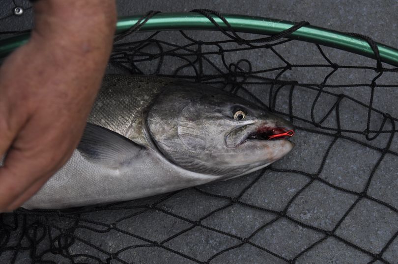 Chinook salmon. (Rich Landers)