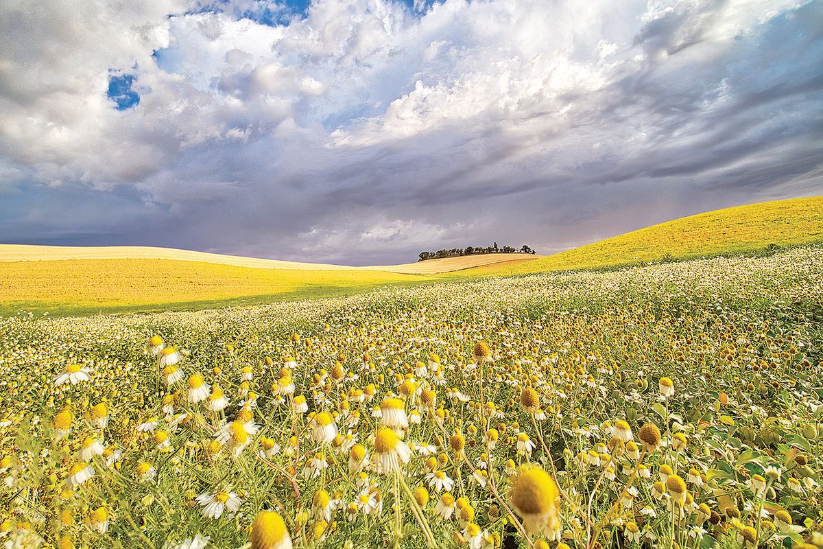 Flowers are seen blooming on the Palouse in this undated photo.  (Shutterstock)