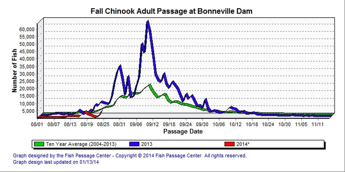 Fall chinook counts over Bonneville Dam. (Fish Passage Center)