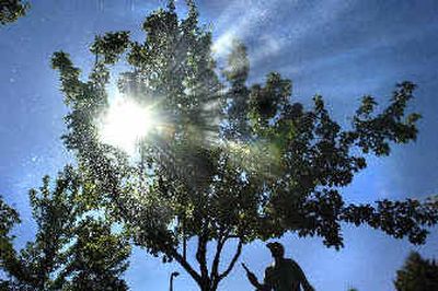 
 Shawn Hanson of Senske Lawn and Tree Care hits a row of trees at Fourth and University in the Spokane Valley on Friday. 
 (Christopher Anderson photos/ / The Spokesman-Review)