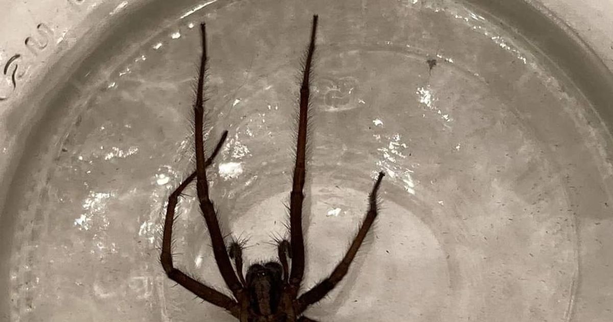 It's spider mating season: Why you're seeing spiders in your home now