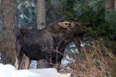 A bull moose that dropped its antlers for the season in mid-January feeds in the lower Ponderosa area of Spokane Valley.Photo courtesy of Hans Krauss (Photo courtesy of Hans Krauss / The Spokesman-Review)