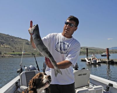 Don Burks, of Yakima, displays part of his catch, taken over a couple of days at the Brewster Pool. He and many other anglers have been doing better than usual because of the record run of sockeye salmon.  (Jesse Tinsley)
