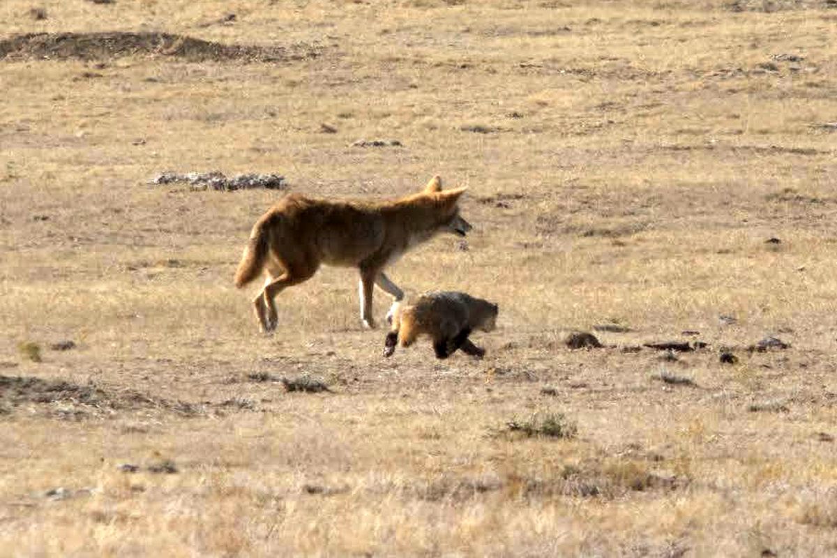Coyote and badger at Black-footed Ferret Conservation Center in northern Colorado. (Kimberly Fraser / U.S. Fish and Wildlife Service)