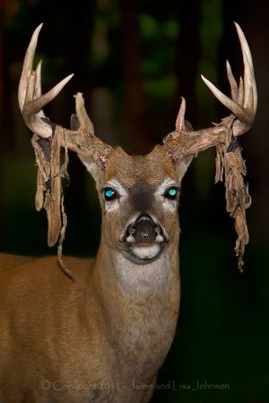 A whitetail sheds velvet from his antlers in August. (Jaime Johnson)
