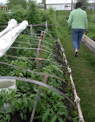 Plant a Row for the Hungry and Second Harvest Northwest hope gardeners will donate extra produce to area food banks. Special to  (PAT MUNTS Special to / The Spokesman-Review)