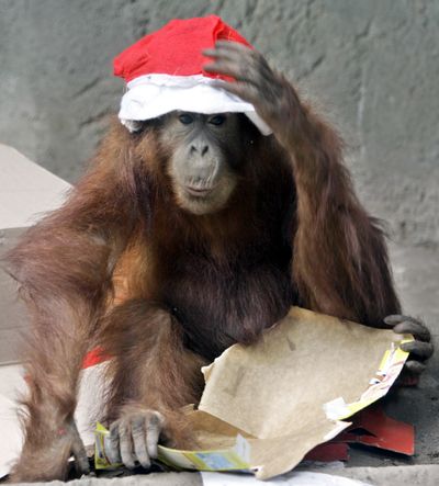 Do you think a creature like this can predict the outcome of the Super Bowl? Or would you rather rely on someone like, say, Santa Claus? (Associated Press)