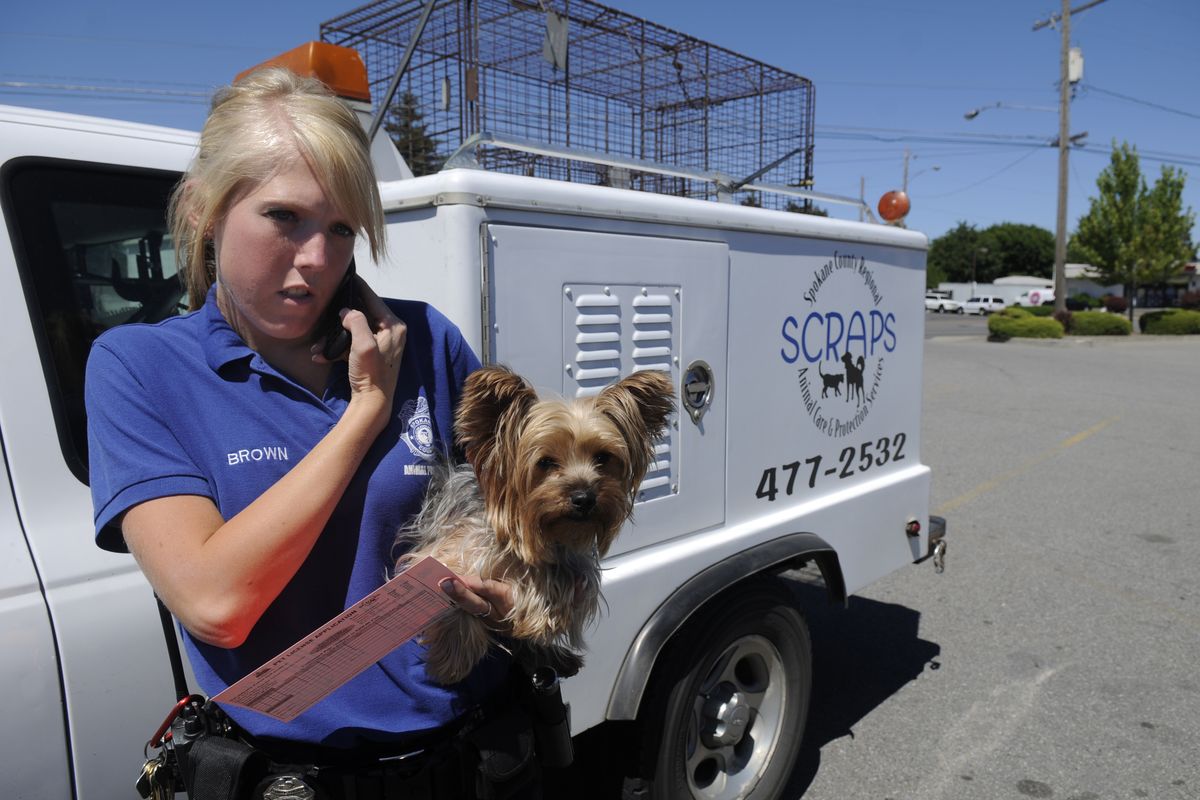 Officer Ashley Brown of SCRAPS holds a  Yorkshire terrier she freed from a locked car on Saturday in a parking lot in Spokane Valley  as she calls a local veterinarian to examine the dog.  (Jesse Tinsley)