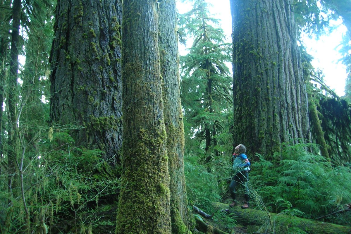 Ancient Temperate Rainforest in the South Quinault Ridge Proposed Wilderness, Olympic National Forest. 

  
 
  
  (Wild Olympics Campaign)