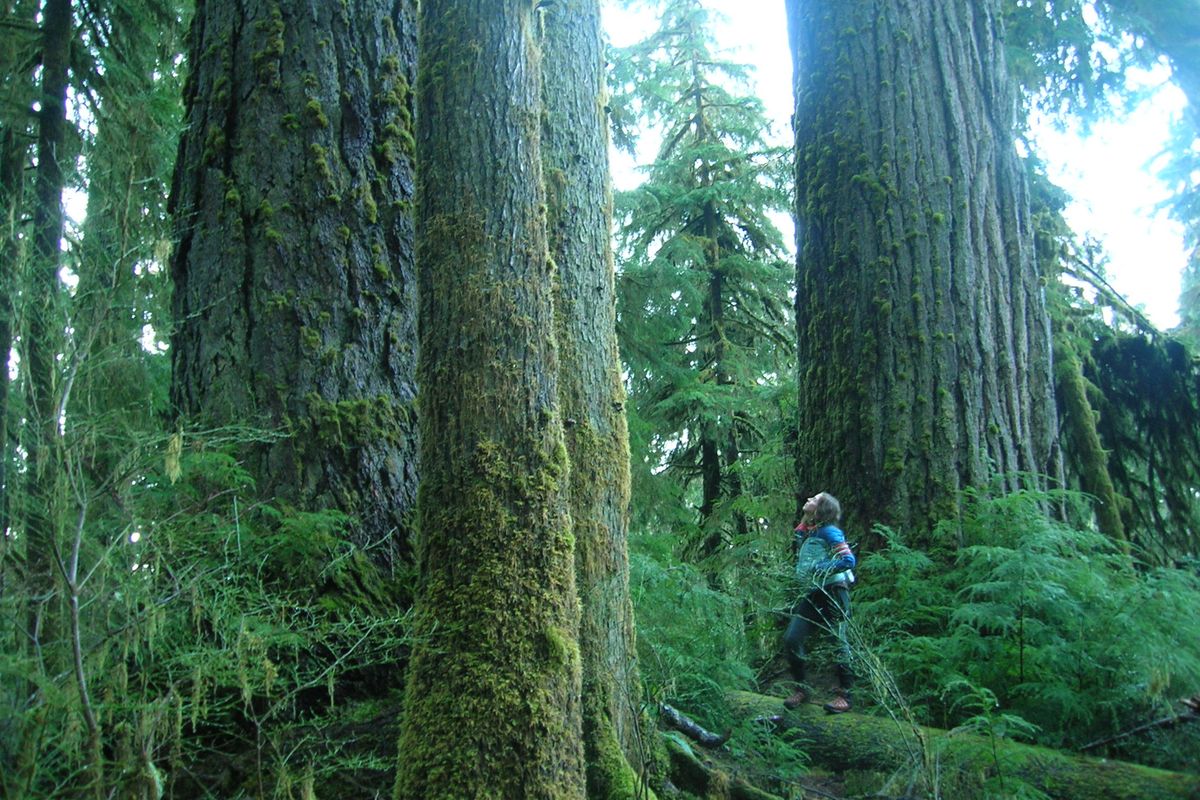 Ancient Temperate Rainforest in the South Quinault Ridge Proposed Wilderness, Olympic National Forest. 

  
 
  
  (Wild Olympics Campaign)