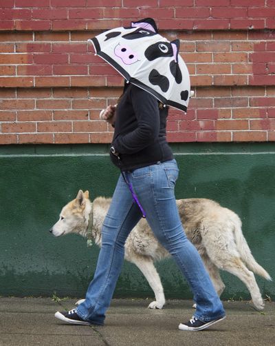 Heather Chisholm and her dog, Lord, try to stay dry during Thursday’s downpour in downtown Spokane. Chisholm believes the animal is an arctic wolf, and walks it daily from her office, BlueStar Digital Technologies near Madison Street and First Avenue. The cow umbrella was a gift from her boyfriend. She says she is obsessed with cows. “I think they are so stinking cute!” she says. Rainfall is expected to taper off today with partly cloudy skies on Sunday. (Dan Pelle)