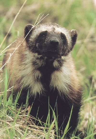 This undated photo shows a wolverine – the largest land-dwelling species of the Mustelidae  family – in Glacier National Park.  (File Associated Press)