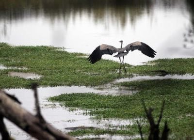 
A blue heron flies last month near the Fort-to-Sea Trail on the North Oregon Coast, which winds its way from Fort Clatsop to the Pacific Ocean. 
 (The Spokesman-Review)