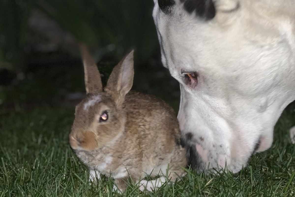 Cooper the bunny hangs out with Tucker the pitbull. (Robby Meyer / COURTESY)