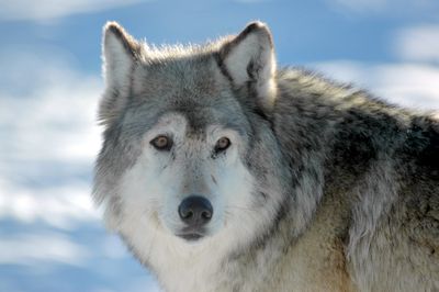 All or most of the gray wolves in three western Montana packs are being killed after they attacked livestock.  (File Associated Press / The Spokesman-Review)