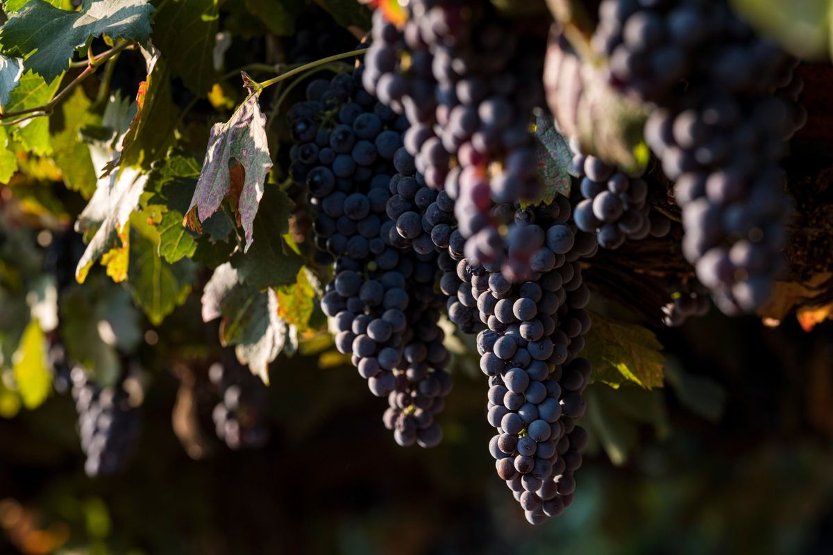 Merlot grapes hang from vines in Kenwood, Calif., on Dec. 17.  (David Paul Morris/Bloomberg)