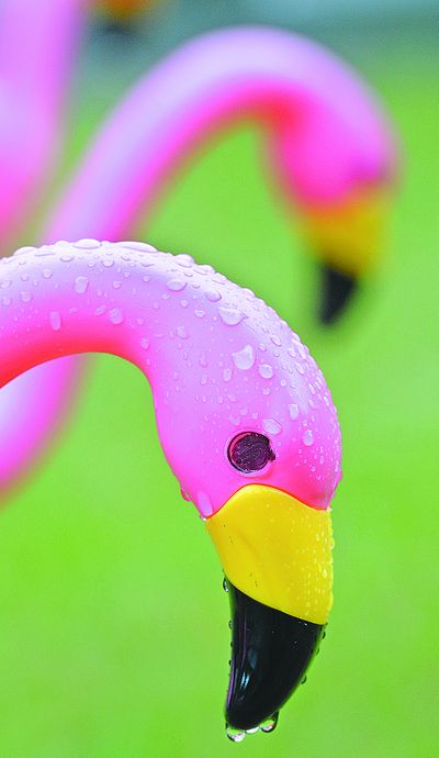 Rain drips from a pink flamingo in Jiny Denison’s yard Thursday near the corner of Sherwood Avenue and Webb Place. The plastic bird was one of 25 placed in her yard as part of a fundraising effort by Young Life to send students to camp. A note informed Denison “you been Flocked” and suggested sending the birds on to another victim. (Dan Pelle)