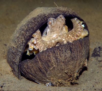 In this photo taken near Indonesia and released by Museum Victoria, a veined octopus hides in a coconut shell.  (Associated Press)