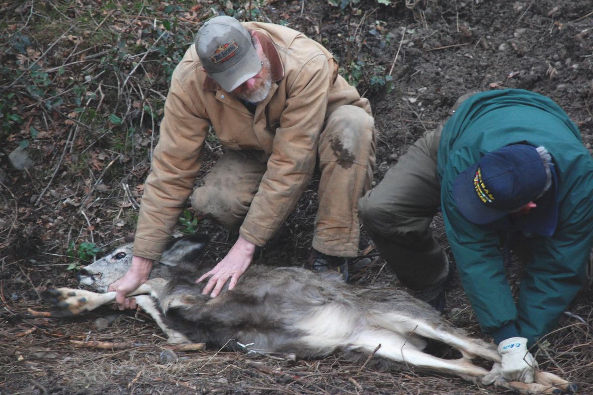 Jim Kujala and Dave Ross prepare to release a mule deer fawn after fixing a tag in its ear in Fairmount Memorial Park. RICH LANDERS The Spokesman-Review (The Spokesman-Review)
