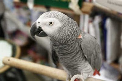 
Alex, an African grey parrot, was studied at Brandeis University for 30 years. He died Friday. Associated Press
 (Associated Press / The Spokesman-Review)