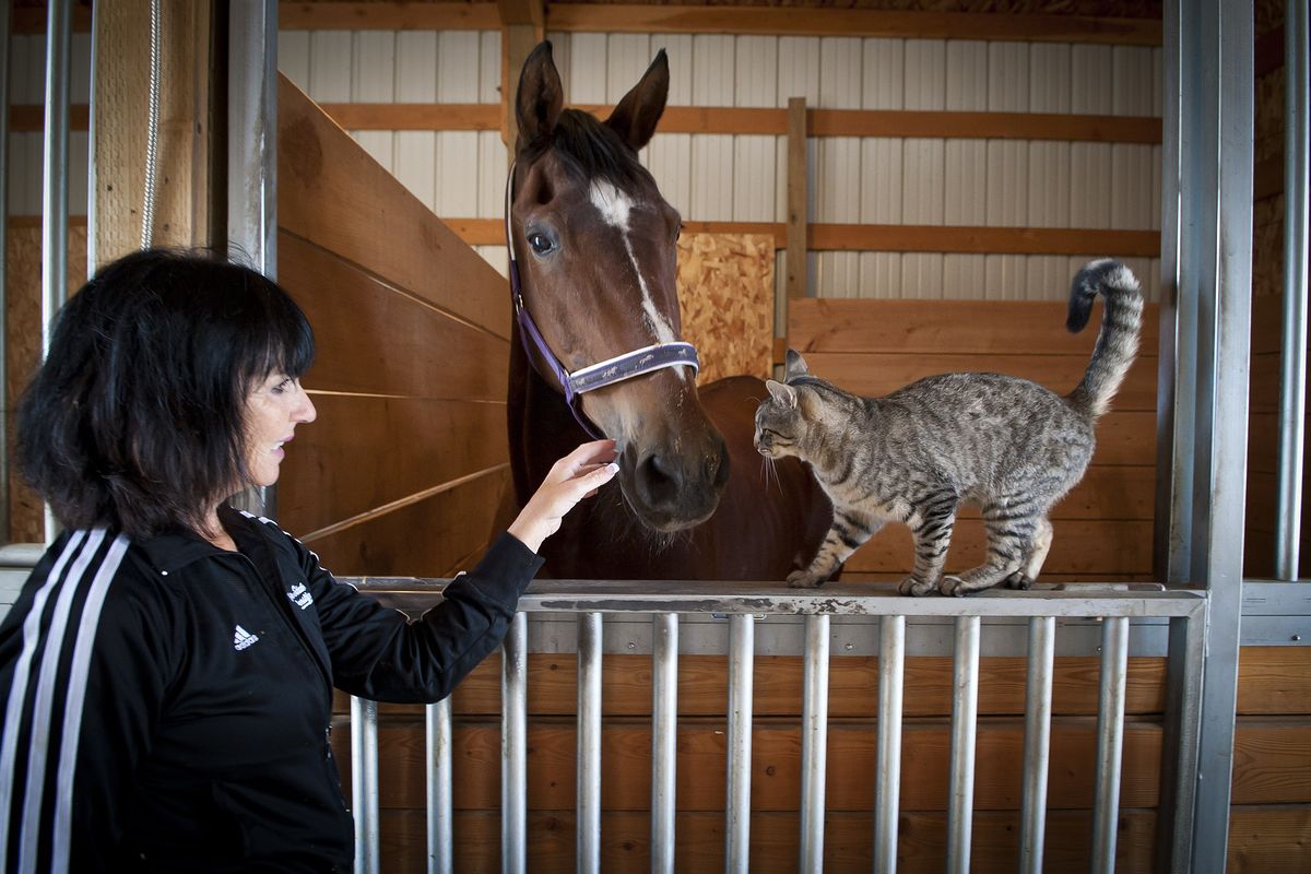 Tiger, a Bengal cat, is one of four that Janey Anderson has adopted through a new SpokAnimal program called Farm Livin’ is the Life for Me. Her well-fed cats live comfortably in a barn on an 11-acre farm in Dishman Hills.  (Colin Mulvany)